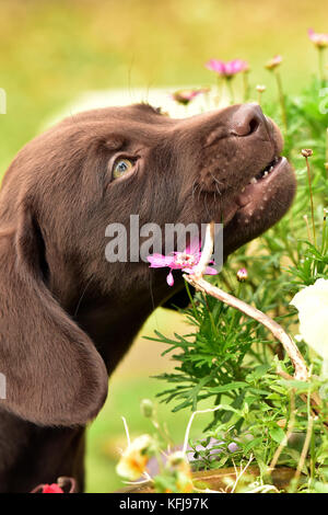 Eine labradinger oder springador Welpe Hund Kauen auf ein Stück Holz im Garten. ein Springer Spaniel und Labrador cross Rasse als gundog verwendet. Stockfoto