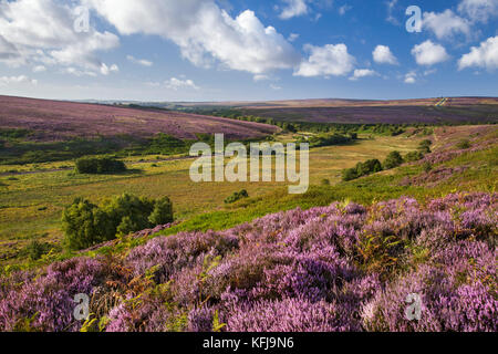 Fen Moor Naturschutzgebiet North York Moors National Park North Yorkshire Stockfoto