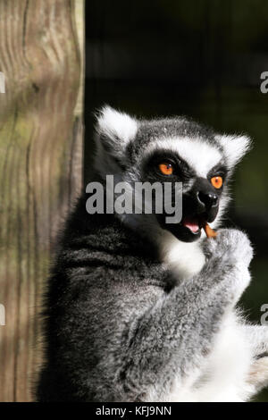 Ein Ring-tailed Lemur, Lemur catta, Essen Stockfoto