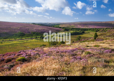 Fen Moor Naturschutzgebiet North York Moors National Park North Yorkshire Stockfoto