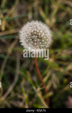 Taraxacum, allgemein bekannt als Löwenzahn, in der Familie der Asteraceae, Nahaufnahme Makroaufnahme mit vintante Linse mit sehr geringer Tiefe von fiel erfasst Stockfoto