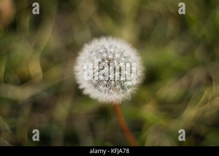 Taraxacum, allgemein bekannt als Löwenzahn, in der Familie der Asteraceae, Nahaufnahme Makroaufnahme mit vintante Linse mit sehr geringer Tiefe von fiel erfasst Stockfoto