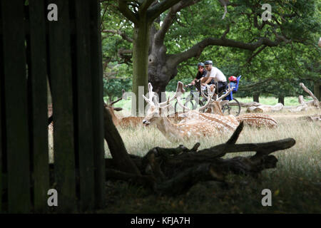 London, UK - August 03, 2010: Gruppe von Hirsch und Familie Radfahrer vorbei in den Boden zurück. Richmond Park ist berühmt für mehr als sechshundert Rot amd Stockfoto