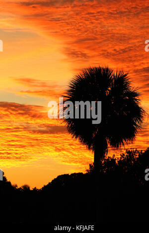 Die Silhouette der Palmen bei Sonnenuntergang in den everglades von Florida. Stockfoto