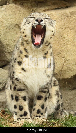 Das Porträt einer snow leopard Aufruf Stockfoto