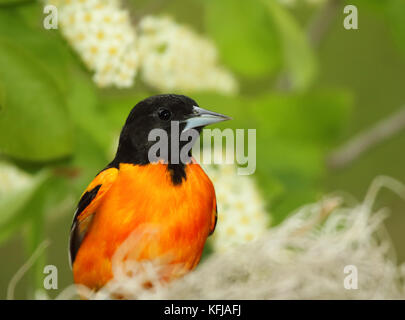 Ein männlicher Baltimore Oriole unter weißen Blumen. Stockfoto