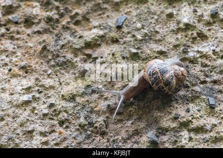 Gemeinsamen garten Schnecke, Cornu aspersum, auf Beton Wand befestigt Stockfoto