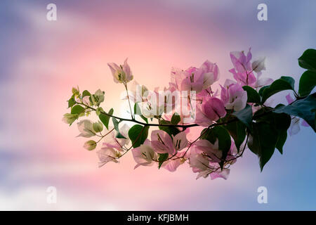Rosa Blumen und schönen Himmel Stockfoto