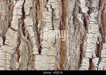 Stamm des Baumes in der ersten Ebene füllen die ganze Einstellung Bild realisiert mit AIM (Objektiv) Makro Stockfoto