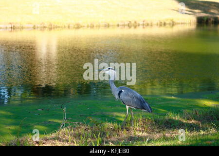 Reiher, Graureiher im Wasser Stockfoto