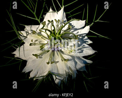 Nigella sativa (Fenchel) Blume Stockfoto