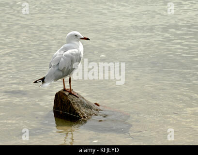 Australien: silberne Möwe (Larus novaehollandiae) in Ruhe auf den Felsen im flachen Meer Stockfoto