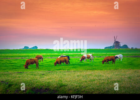 Gruppe der Kühe auf einer Wiese mit einer holländischen Windmühle in der Nähe von Holland. Stockfoto