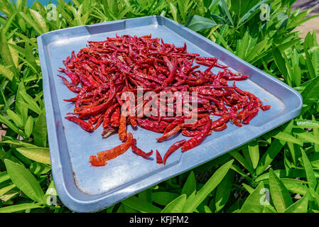 Thai Chilis links auf einem Tablett zu Sonne trocknen Stockfoto