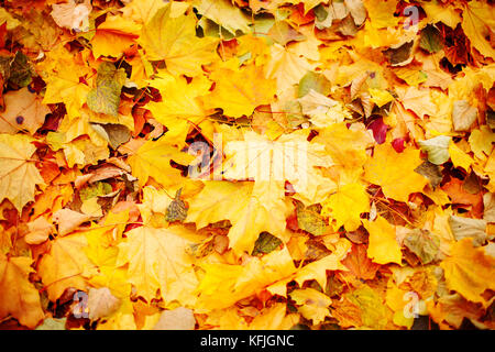 Gelben Blätter im Herbst auf der Straße. Herbst Hintergrund. Stockfoto