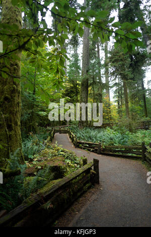 Wanderweg durch den alten Cathedral Grove Wald des MacMillan Provincial Park, Vancouver Island, British Columbia, Kanada Stockfoto