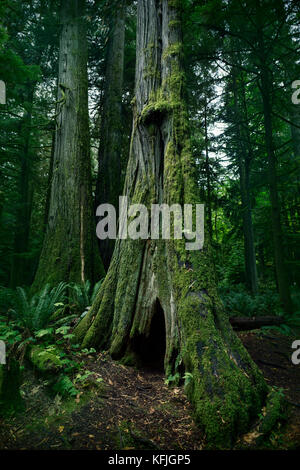 Hoher alter Douglas-Tannenbaum im Cathedral Grove Forest im MacMillan Provincial Park, Vancouver Island, British Columbia, Kanada Stockfoto