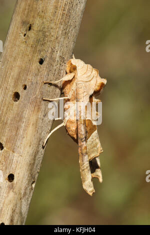 Ein atemberaubender Angle Shades Moth (Phlogophora meticulosa) auf einem Pflanzenstamm thront. Stockfoto