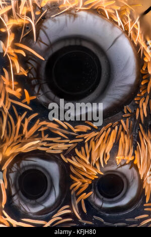 Extreme Vergrößerung - Wolf Spider (Lycosidae) Stockfoto