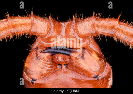 Extreme Vergrößerung - Western Gelb Tausendfüßler (Stigmatogaster subterranea) Stockfoto