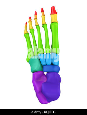 Fußknochen Anatomie isoliert Stockfoto