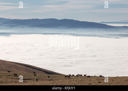 Eine Herde von Pferden Weidegang auf einem Berg, über ein Meer von Nebel, mit einigen weit entfernten und Misty Hills auf dem Hintergrund Stockfoto