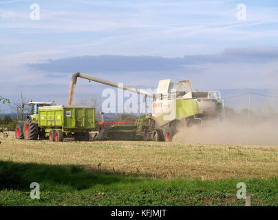 Mähdrescher harveste, Traktor und Anhänger bei der Arbeit im Feld im Bosham, Hampshire, England, Großbritannien Stockfoto