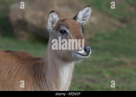 Eine Nahaufnahme Portrait der Kopf einer weiblichen kafue Litschi zeigt das Geweih und Rechts suchen Stockfoto