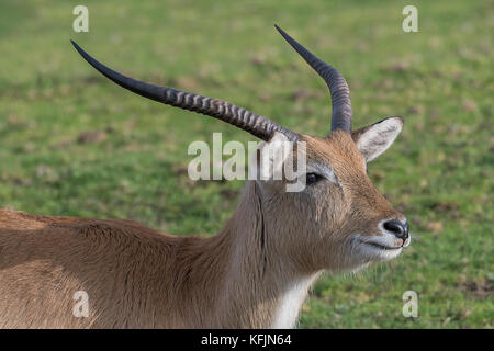 Eine Nahaufnahme Portrait der Kopf eines männlichen kafue Litschi zeigt das Geweih und Rechts suchen Stockfoto