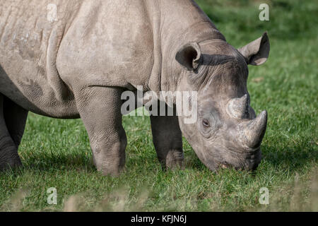 Eine Nahaufnahme Foto einer östlichen Black Rhino Beweidung Stockfoto