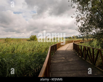 Holzsteg in berühmten Naturpark Kopacki Rit in Kroatien Stockfoto