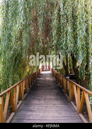 Holzbrücke mit Willow Tree oben im Naturpark Kopacki Rit in Kroatien Stockfoto