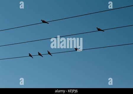 Silhouette von sechs Tauben auf drei Drähte, die in den klaren Abendhimmel. Stockfoto