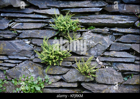 Farne, die in einer Schieferwand wachsen Stockfoto