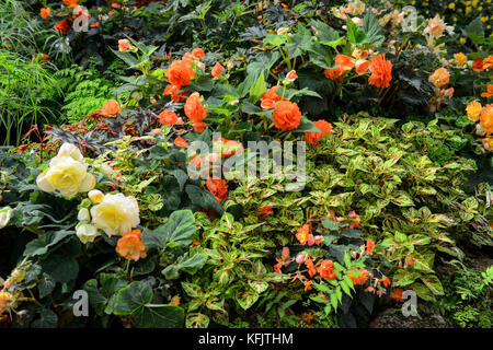 Blumenschmuck im Wintergarten in den Fitzroy Gardens in Melbourne, Victoria, Australien Stockfoto