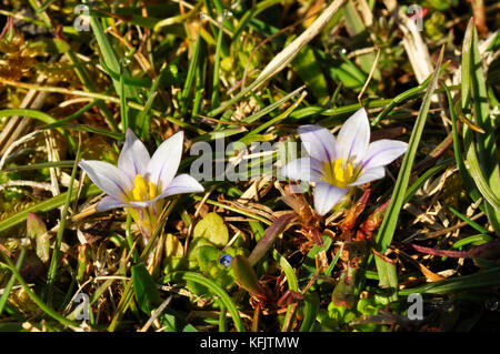 Sandkrokus „Romulea columnae“ Nahrasen auf Sanddünen, Blumen von April bis Mai, seltene, kleine Blumen, Dawlish Warren, Devon UK Stockfoto