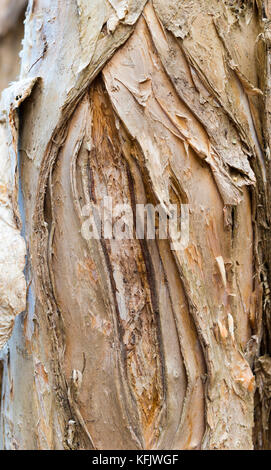 Nahaufnahme eines australischen Paperbark- oder Melaleuca-Baumstamms Stockfoto