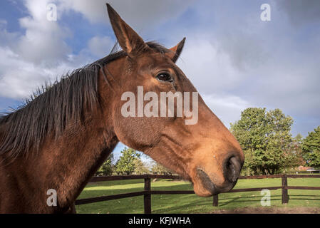Nahaufnahme Portrait von belgische Warmblut Pferd draußen im Feld innerhalb Holzgehäuse Stockfoto