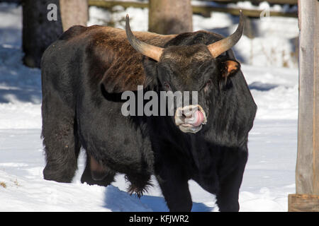 Heckrinder (Bos domesticus) Stier lecken Nase in den Schnee im Winter