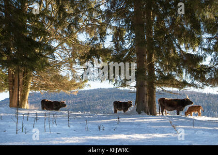 Heckrinder (Bos domesticus) Herde mit Kalb in den Schnee im Winter Stockfoto