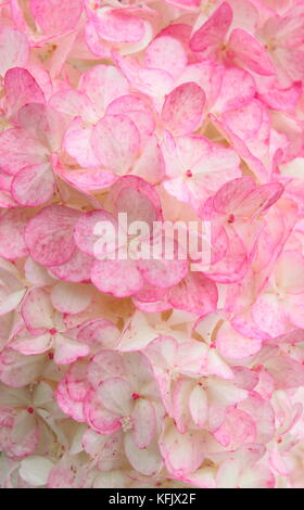 Auffällige Blüten (rispen) von Hydrangea paniculata 'Vamille Fraise' anzeigen rosa Färbung in einem Englischen Garten Grenze im Sommer (August), UK Stockfoto