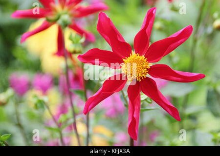 Dahlie Honka Rot, eine Orchidee stil Dahlia, in voller Blüte an der Grenze von einem Englischen Garten im Spätsommer, Großbritannien Stockfoto