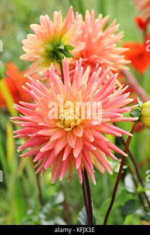 Dahlie 'Avoca Comanche' ein semi-Cactus Typ Dahlia, in voller Blüte in einem Englischen Garten Grenze im Sommer (August), UK Stockfoto