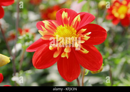 Dahlie 'Ann Breckenfelder", eine Art collerette Dahlia, in voller Blüte in einem Englischen Garten Grenze im Spätsommer Stockfoto