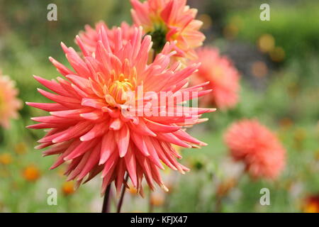 Dahlie 'Avoca Comanche' ein semi-Cactus Typ Dahlia, in voller Blüte in einem Englischen Garten Grenze im Sommer (August), UK Stockfoto