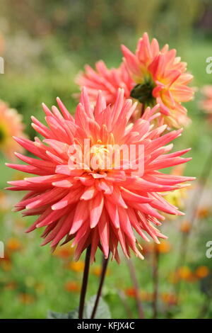 Dahlie 'Avoca Comanche' ein semi-Cactus Typ Dahlia, in voller Blüte in einem Englischen Garten Grenze im Sommer (August), UK Stockfoto