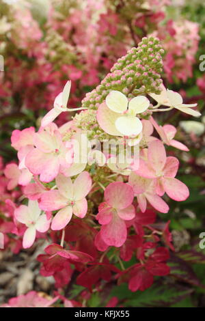 Hydrangea paniculata 'Magischen Vesuvio" in voller Blüte in einem Englischen Garten Grenze im Sommer (August), UK Stockfoto