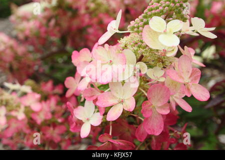 Hydrangea paniculata 'Magischen Vesuvio" in voller Blüte in einem Englischen Garten Grenze im Sommer (August), UK Stockfoto