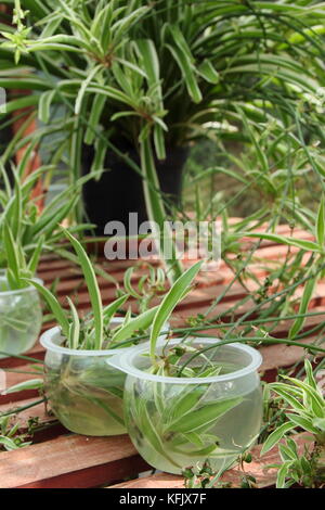 Vermehrungsmaterial Spider Pflanzen von Läufern (Ausläufer), indem Sie in Wasser zu fördern das Wurzelwachstum in Baby Pflanzen (Jungpflanzen), Großbritannien Stockfoto