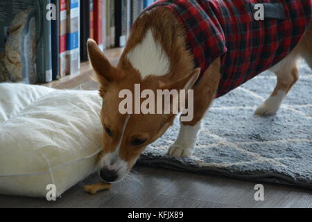 Ein roter Sable pembroke Welsh Corgi in Boston, Massachusetts, USA im Herbst Stockfoto